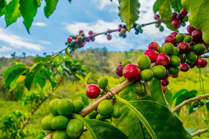 Visit a coffee farm at Kilimanjaro Daytrip
