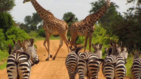 3 days tanzania safari